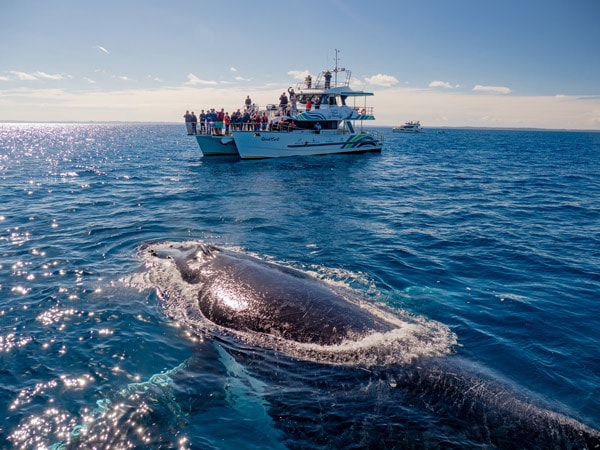 A whale in the ocean. (Image: Tourism and Events Queensland)