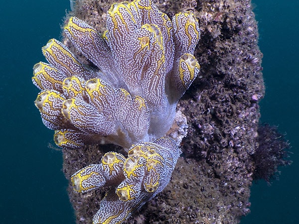 Υποβρύχιο, Ascidian, Wonder Reef, Golds Cost, Queensland, Αυστραλία