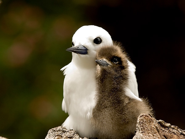Πουλιά Petrel που βρέθηκαν στο Mt Gower, στο νησί Lord Howe, NSW, Αυστραλία