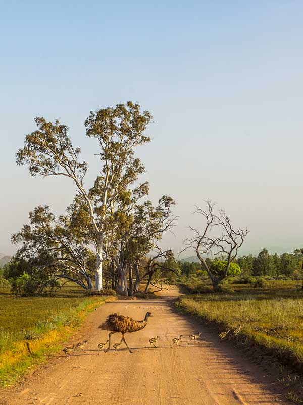 Emus στο Εθνικό Πάρκο Flinders Ranges