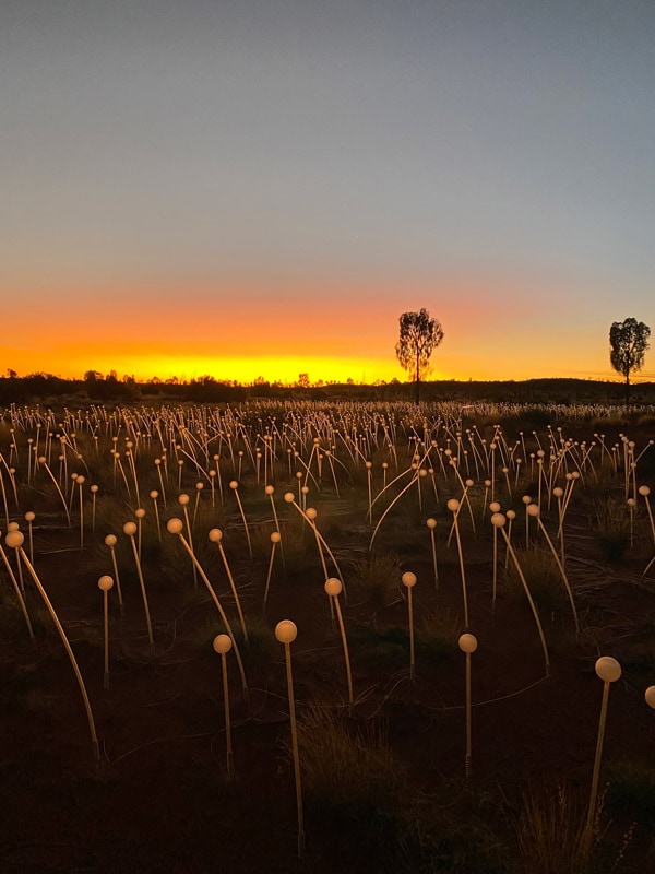 Field of Lights at Sunrise at Uluru