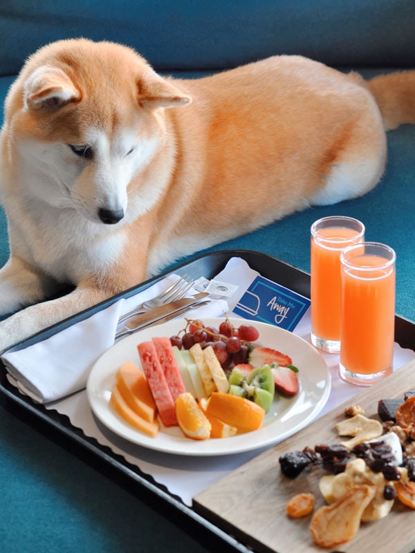 Σκύλος που δέχεται πρωινό σε ξενοδοχείο στο Hilton Adelaide.(Εικόνα: @sesamesuperhiro)