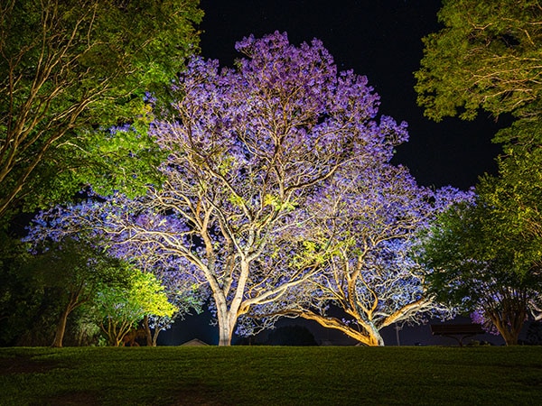 Jacaranda τη νύχτα, Clarence Valley, NSW, Αυστραλία