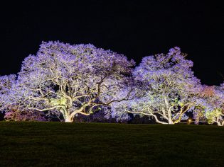 Jacaranda, Clarence Valley, NSW, Australia