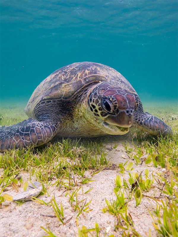 Μια υποβρύχια χελώνα που βρίσκεται στη λιμνοθάλασσα Lord Howe, NSW, Αυστραλία
