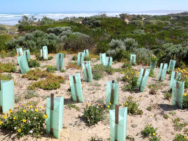 Sand dune conservation in Australia