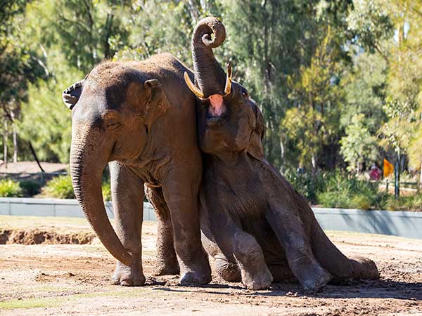 Elephants, Taronga Western Plains Zoo Dubbo