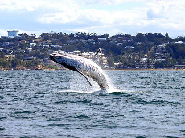 Terrigal Ocean Tours, Central Coast, NSW, Αυστραλία
