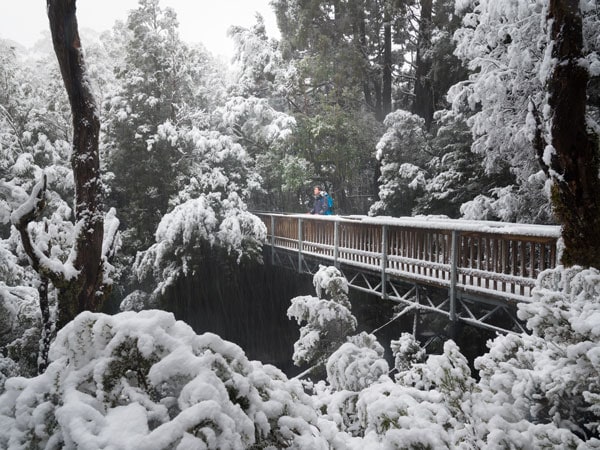 The Enchanted Walk Cradle Mountain