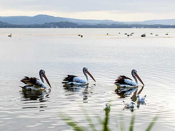 Pelicans, Tuggerah Lakes, Central Coast, NSW