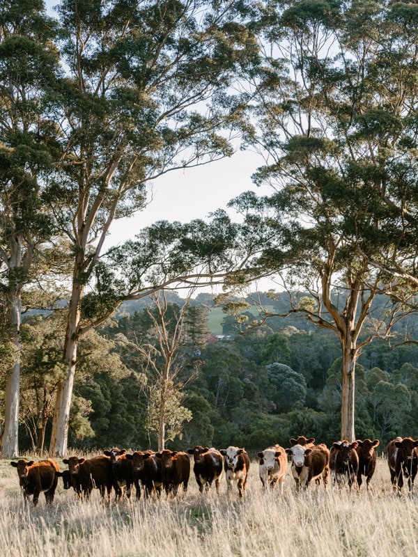 Cows at Upland Farm, WA; Hannah Puechmarin