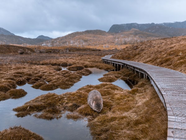 A wombat near Rooney Creek Cradle Mountain