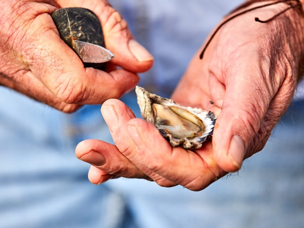 a close-up shot of a hand holding fresh oysters during Captain Sponge's Magical Oyster Tour, Pambula