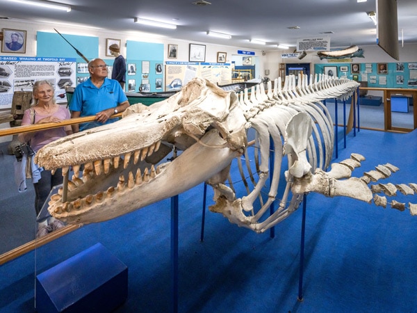 the skeleton of Old Tom the killer whale on display at the Killer Whale Museum, Eden