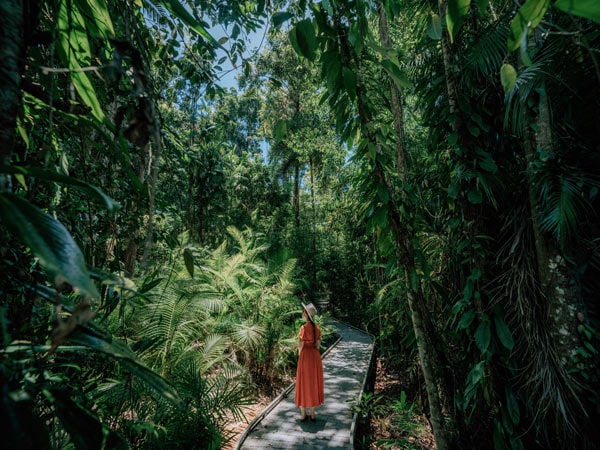Γυναίκα στέκεται στο Marrdja Boardwalk ανάμεσα σε πλούσιο φύλλωμα στο τροπικό δάσος Daintree.  (Εικόνα: Τουρισμός και εκδηλώσεις Queensland και Emilie Ristevski)