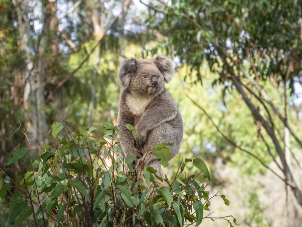 a koala at Potoroo Palace, Merimbula