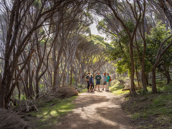 guests on a forest walking tour with Sapphire Coast Guiding Co.