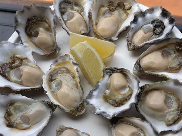 a plate of a dozen oysters