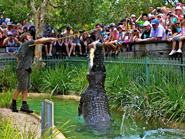 A man feeding a crocodile at the Australian Reptile Park in Central Coast, Australia