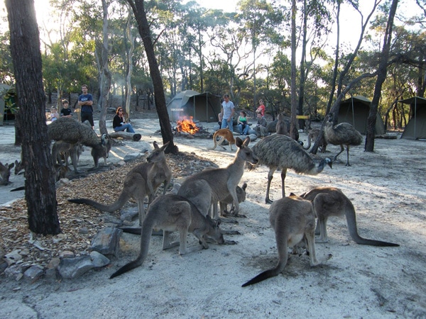 Camping ground overrun with kangaroos at the Australian Wildlife Walkabout Park in Central Coast, Australia