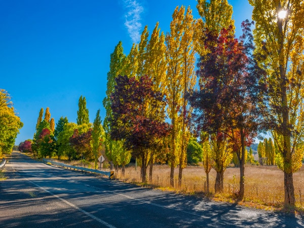 Poplar trees in the autumn season at Glen Innes in NSW, Australia