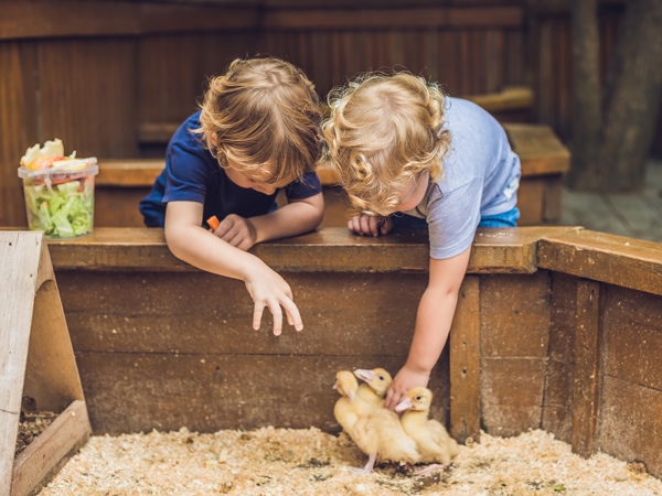 Two small children petting ducklings
