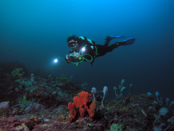 Ένας δύτης υποβρύχιος στον κόλπο Batemans, NSW, Αυστραλία