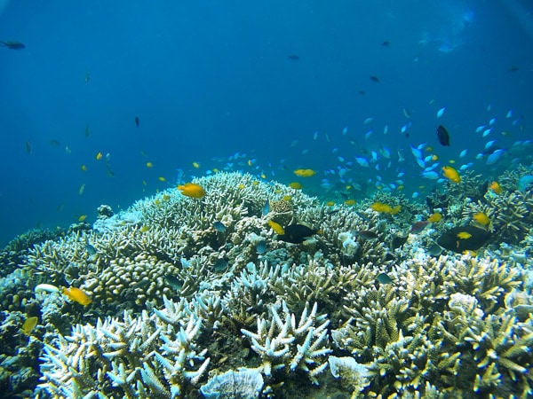 Underwater views of coral reef