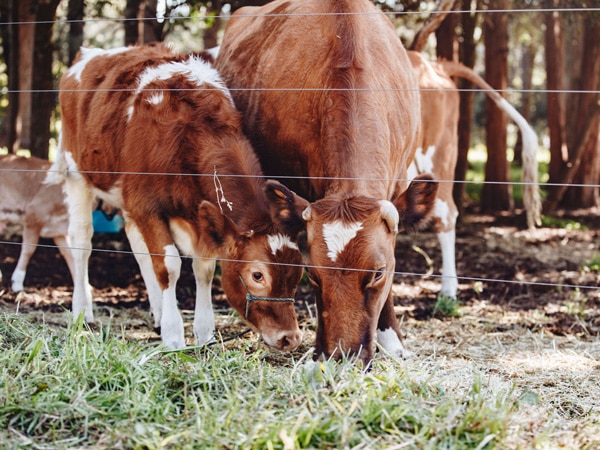 A cow and its calf at Grace Spring Farms in Central Coast, Australia