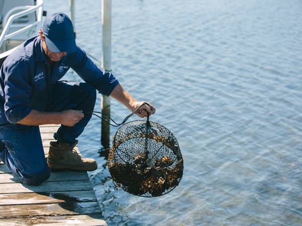 A man farming for oysters in Central Coast, Australia