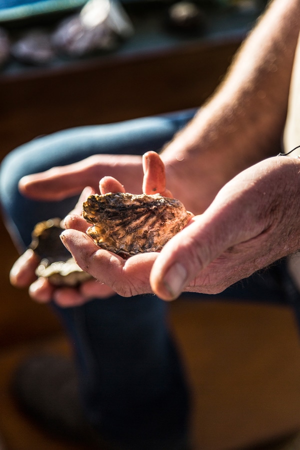 Ένα χέρι που κρατά ένα στρείδι που εκτρέφεται στη Merimbula, NSW, Αυστραλία