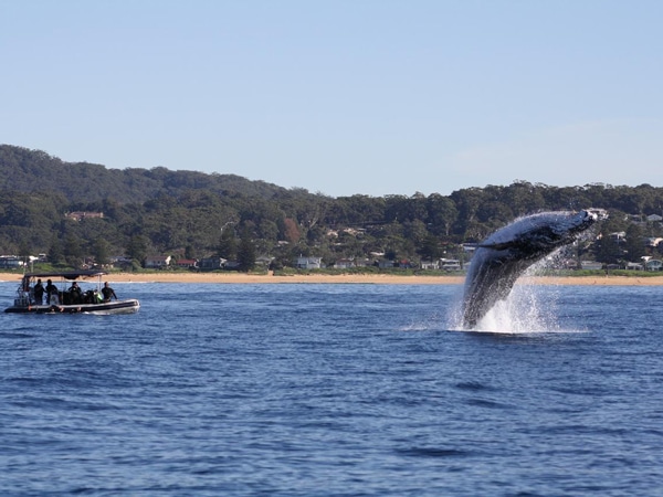 A whale breaching the waters while tourists from Terrigal Ocean Tours looks on in Central Coast, Australia