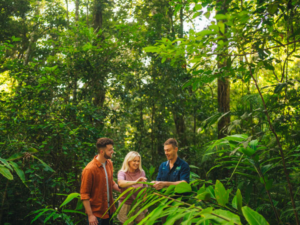 a Daintree Rainforest walk