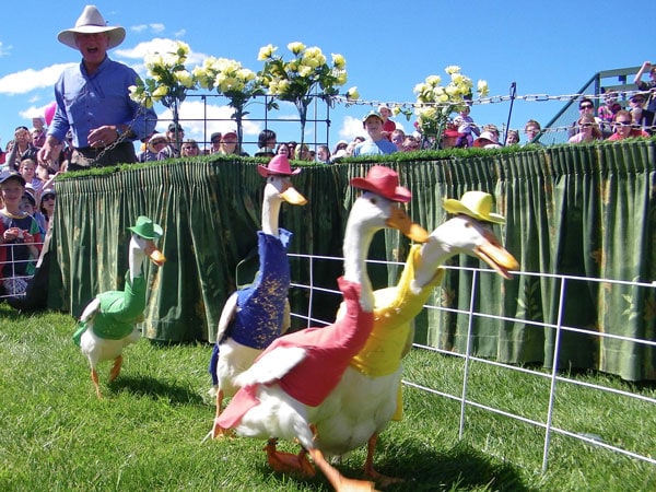 Royal Hobart Show in Hobart, Tasmania