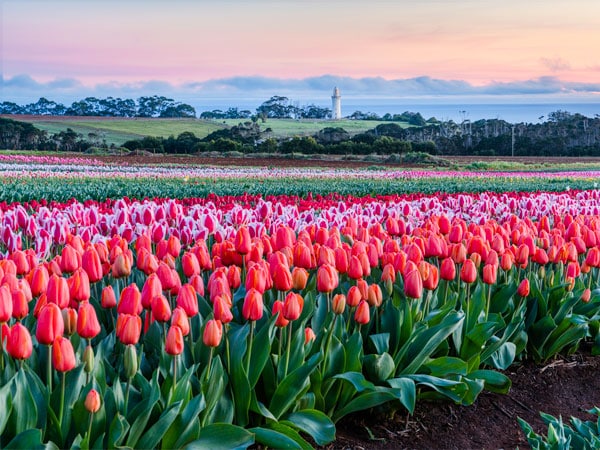 Table Cape Tulip Farm in Wynyard, Tasmania