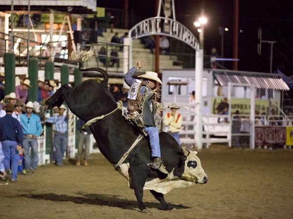 Warwick Rodeo and Gold Cup Campdraft in Warwick, QLD