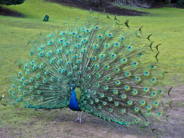 A colourful peacock spreading its feathers on the grass.