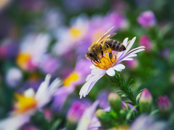 getty image of a bee