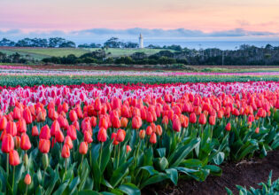 Table Cape Tulip Farm in Wynyard, Tasmania