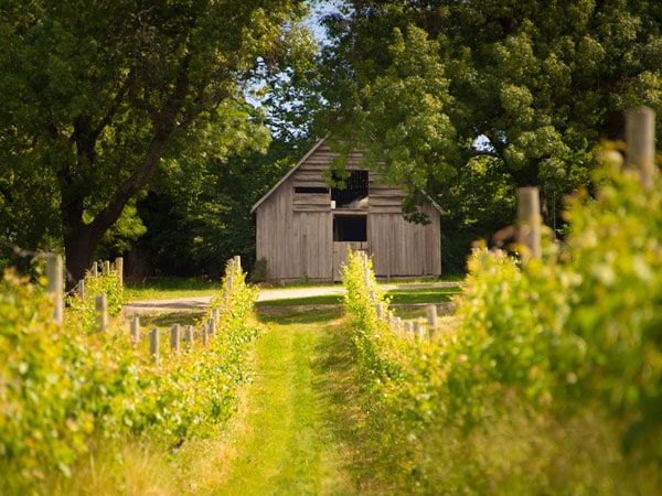 Holms Oak Vineyard