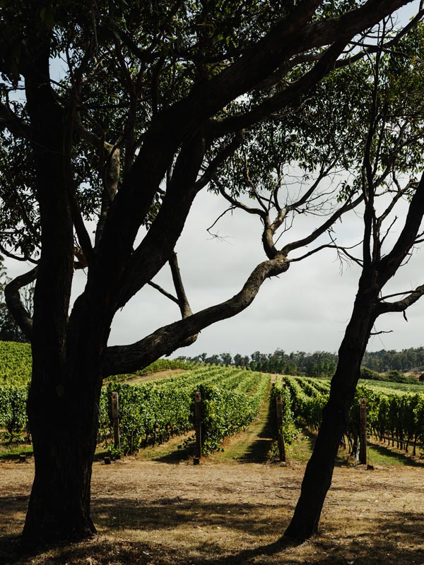 Vineyards at Jansz
