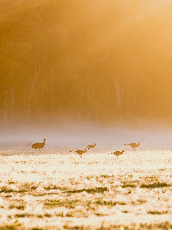 An emu and kangaroos running through a field.