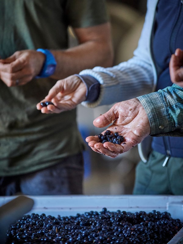 Three people holding grapes in their hands.