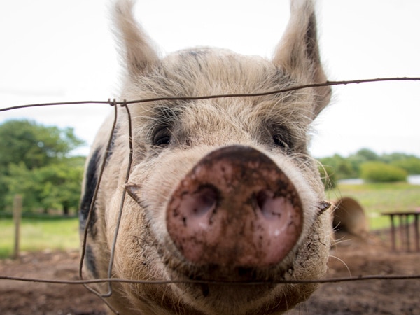 Meet pigs at Holm Oak Vineyards