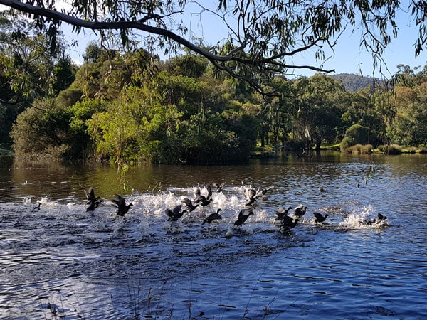 Billabong flight at The Burrow at Wombat Bend