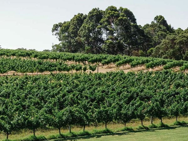 Landscape views of Vasse Felix vineyard