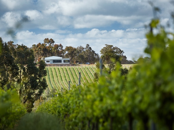 A white cellar door situated between green vineyards and trees