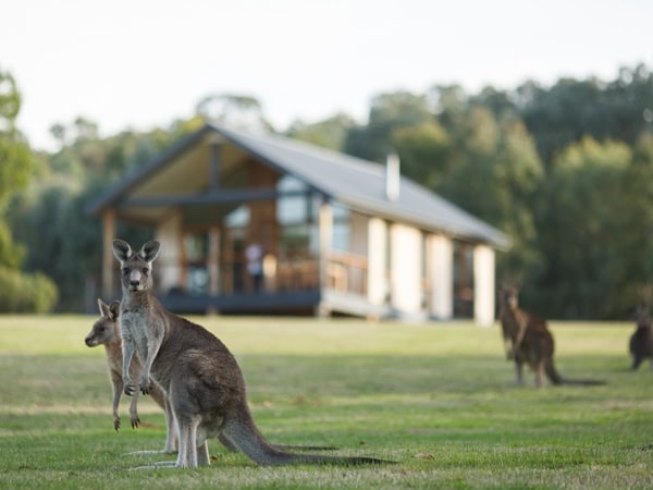 kangaroos grazing on the grass outside Yering Gorge Cottages