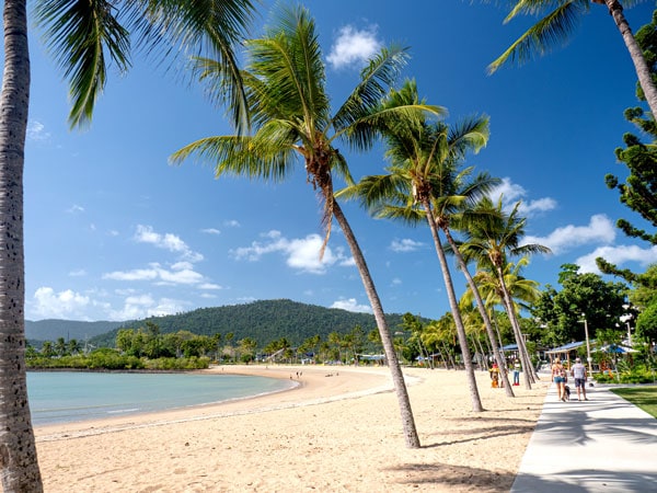 palm trees by the shore at Airlie Beach