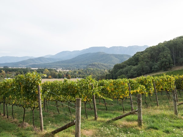 vineyards around Ringer Reef Winery;